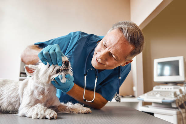 Best Emergency Dental Care for Trauma or Injury in Metropolis, IL